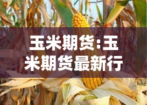 重磅来袭“流樱有透视挂吗”附详细步骤
