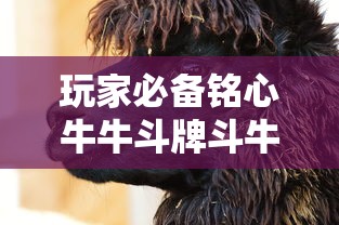 玩家必备铭心牛牛斗牌斗牛中心是不是能开挂有开挂教程