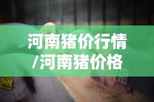 重磅来袭“十三张是不是有挂	”真的可以开挂