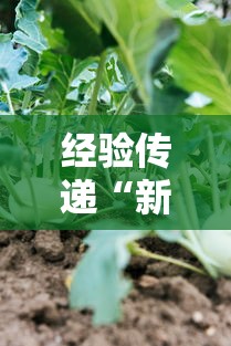 经验传递“新蜜瓜插件是真的吗”可以开挂教程
