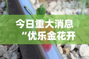 今日重大消息“优乐金花开挂效果”详细开挂方法