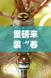 重大资讯“五福长牌开挂需要多少钱”原来确实有挂