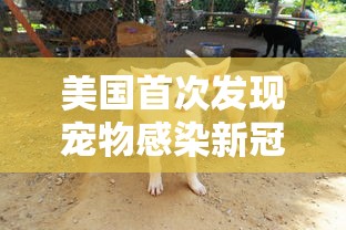 重磅揭秘“嘻游联盟透视神器可以辅助