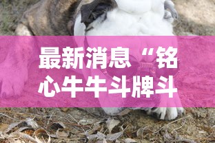 最新消息“铭心牛牛斗牌斗牛中心到底怎么开挂”其实确实有挂