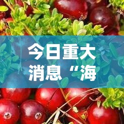 今日重大消息“海洋之星有什么挂”确实可以开挂