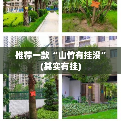 推荐一款“山竹有挂没”(其实有挂)