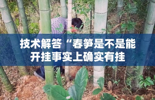 技术解答“春笋是不是能开挂事实上确实有挂