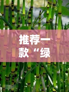 推荐一款“绿竹到底有透视吗 	”专业师傅带你了解