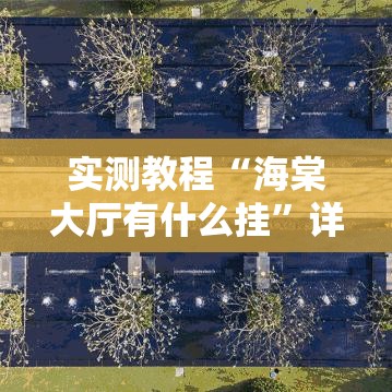 实测教程“海棠大厅有什么挂”详细分享步骤