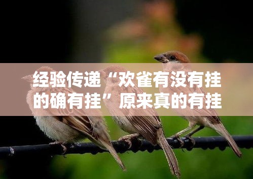 经验传递“欢雀有没有挂的确有挂”原来真的有挂