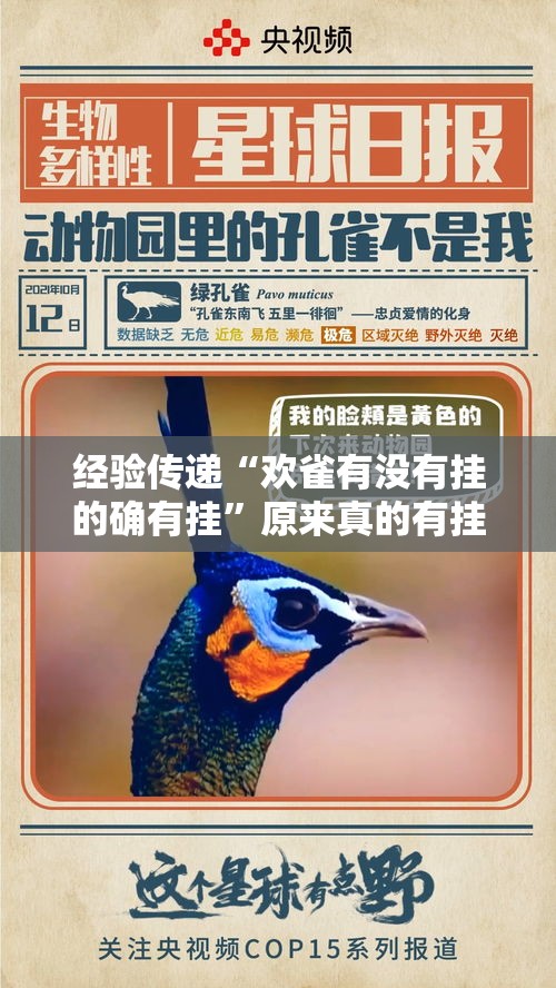 经验传递“欢雀有没有挂的确有挂”原来真的有挂