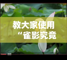 教大家使用“雀影究竟有没有挂”开挂步骤方法