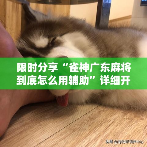 限时分享“雀神广东麻将到底怎么用辅助	”详细开挂方法