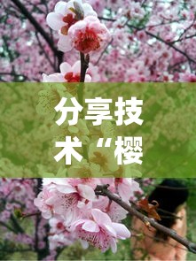 分享技术“樱花梦雨有透视软件吗”(确实有挂)