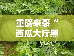 重磅来袭“西瓜大厅黑科技”原来有挂