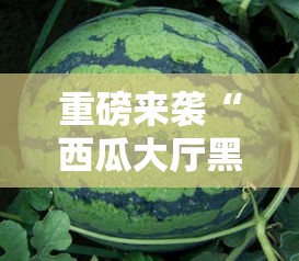重磅来袭“西瓜大厅黑科技	”原来有挂