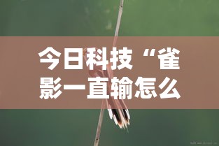今日科技“雀影一直输怎么办”2026用挂