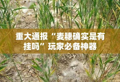 重大通报“麦穗确实是有挂吗”玩家必备神器