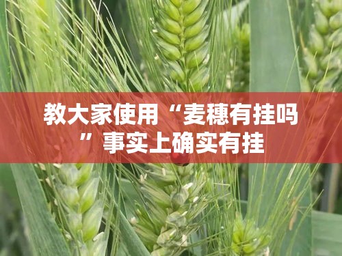 教大家使用“麦穗有挂吗”事实上确实有挂