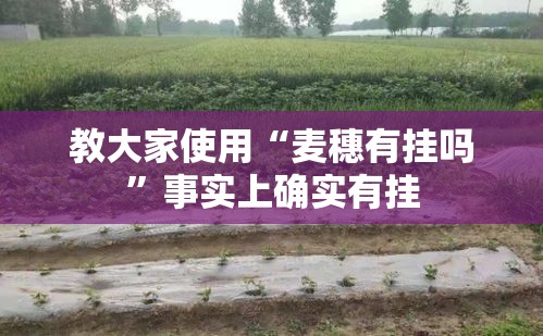 教大家使用“麦穗有挂吗”事实上确实有挂