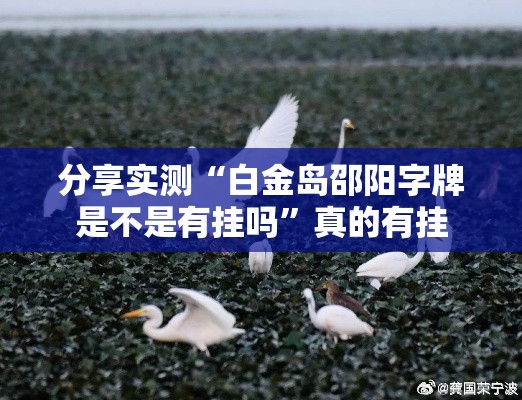 分享实测“白金岛邵阳字牌是不是有挂吗”真的有挂