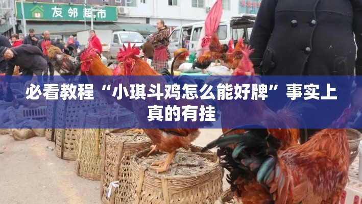 必看教程“小琪斗鸡怎么能好牌”事实上真的有挂