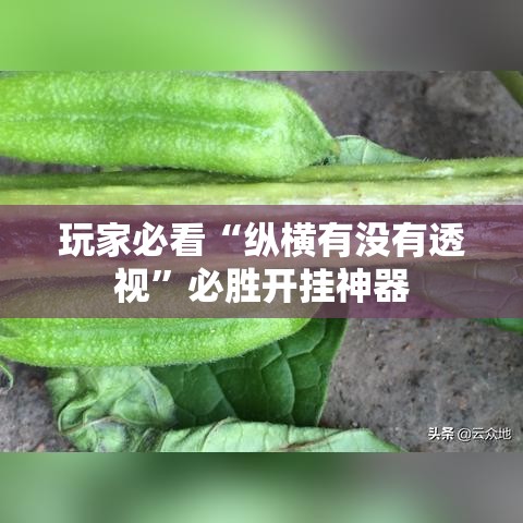 玩家必看“纵横有没有透视”必胜开挂神器