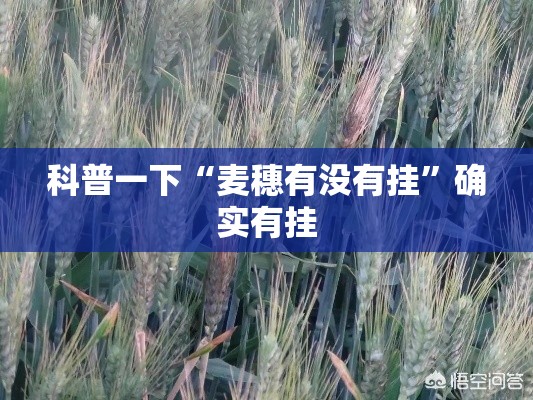 科普一下“麦穗有没有挂”确实有挂