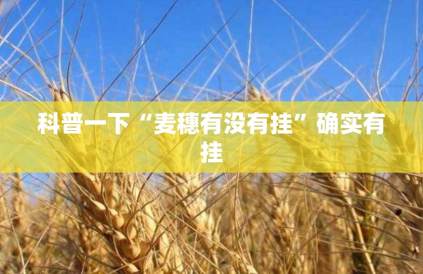 科普一下“麦穗有没有挂”确实有挂