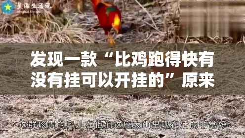 发现一款“比鸡跑得快有没有挂可以开挂的”原来确实有挂