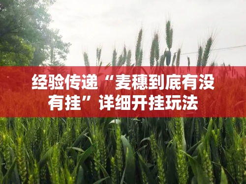 经验传递“麦穗到底有没有挂”详细开挂玩法